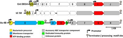 A Leaderless Two-Peptide Bacteriocin, Enterocin DD14, Is Involved in Its Own Self-Immunity: Evidence and Insights